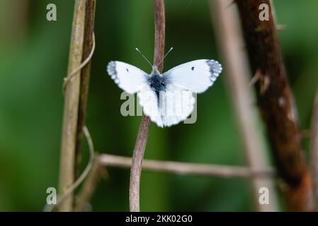 Un papillon à pointe d'orange qui rôde par une journée ensoleillée dans la réserve naturelle de Wheatfen, Norfolk. Wheatfen Ted Ellis Reserve, mai 2022 Banque D'Images