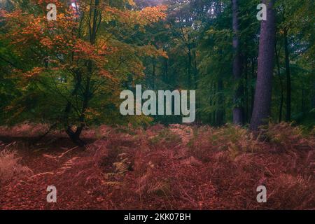 Couleurs d'automne à la forêt de Thetford Norfolk iii Forêt de Thetford, octobre 2022 Banque D'Images