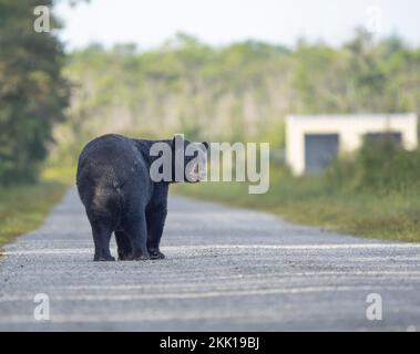 L'ours noir américain (Ursus americanus) traverse une route de gravier en regardant de nouveau vers la caméra. Banque D'Images