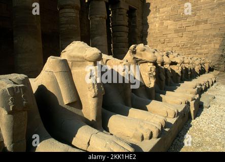 Karnak Temple Complex Égypte Avenue des Sphinxes à tête de RAM la RAM symbolisant le Dieu égyptien Amun protégeant les effigies royales de Rameses II sous la forme d'Osiris Banque D'Images