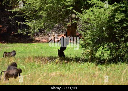 groupe africain de baboure sur l'herbe verte singe singe sauvage Banque D'Images