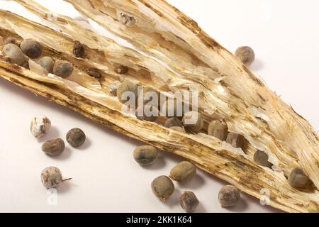 gros plan macro de graines d'okra ou d'okro avec gousse ouverte, également connue sous le nom de doigts de dames, utilisant des légumes secs pour récolter des graines, isolé sur le dos blanc Banque D'Images