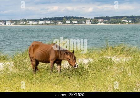 Cheval sauvage (Equus ferus) paître sur les prairies côtières près de l'eau avec des bâtiments en arrière-plan Banque D'Images