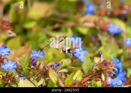 Un gros plan d'un papillon sur de belles fleurs chinoises bleues Plumbago dans un jardin Banque D'Images