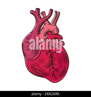 COEUR STRUCTURE ANATOMIQUE médecine Schéma d'éducation Schéma vectoriel humain dessin manuel Illustration du vecteur Illustration de Vecteur