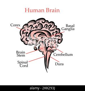 STRUCTURE DU CERVEAU HUMAIN diagramme général des partitions du cerveau humain avec texte explicatif pour l'éducation médicale et le dessin manuel des élèves Vect Illustration de Vecteur