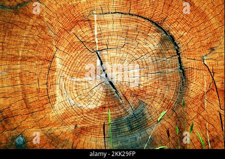 Coupe transversale d'un tronc d'arbre scié coupé montrant ses anneaux d'arbre de croissance annuelle, image de stock photo Banque D'Images