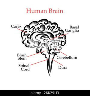 CONTOUR DU CERVEAU HUMAIN MONOCHROME diagramme de disposition générale des partitions du cerveau humain avec texte explicatif pour l'éducation médicale des élèves tirage à la main Illustration de Vecteur