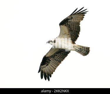 Une balbuzard survolant le lac apopka Banque D'Images