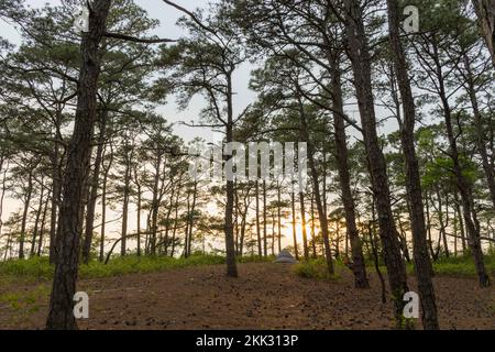 Le terrain de camping de l'arrière-pays de Pine Tree sur l'île d'Assateague, Maryland, lors d'une soirée de printemps. Une tente solitaire est vue comme le soleil se couche. Banque D'Images