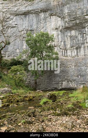 Malham Cove, un défaut sur la faille moyenne de Craven, grand amphithéâtre naturel et un tarn à la base de la cascade de l'âge de glace, le ruisseau Malham Beck coulant Banque D'Images