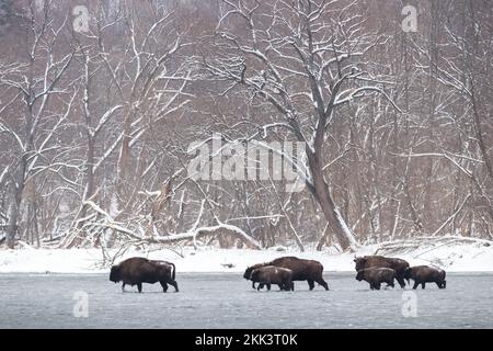 Beaucoup de bisons européens qui marchent dans l'eau en hiver Banque D'Images