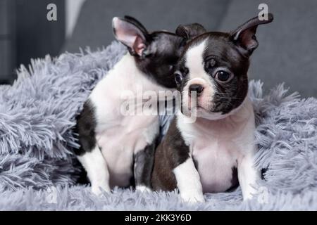 Deux adorables chiots de deux mois de Boston Terrier sont assis dans une couverture sur le lit Banque D'Images