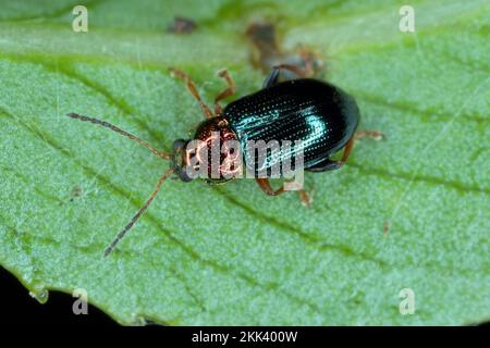 Le léoptère des puces de saule (Crepidodera aurata), assis sur une feuille. Banque D'Images