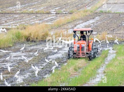 Les agriculteurs utilisent des tracteurs dans les champs et les oiseaux mangent des insectes dans les champs. Banque D'Images