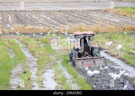 Les agriculteurs utilisent des tracteurs dans les rizières et les oiseaux descendent pour manger des insectes dans le sol. Banque D'Images