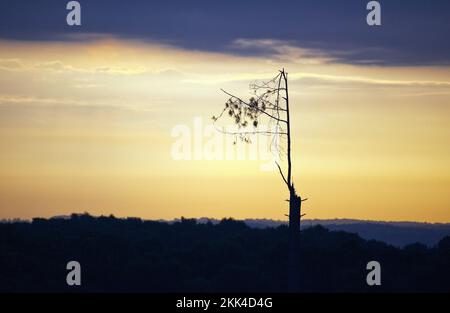 Dawn on Cannock Chase Area of Outstanding Natural Beauty in Late Summer Staffordshire Banque D'Images