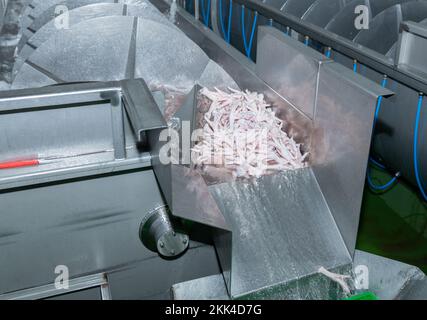 Les féettes de poulet se chargent hors du réservoir du refroidisseur après avoir réduit la température et nettoyé la ligne de traitement. Banque D'Images