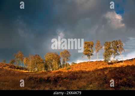 Teintes et teintes automnales des Birch argentés sur Cannock Chase AONB zone de beauté naturelle exceptionnelle en automne Staffordshire Angleterre Royaume-Uni Banque D'Images