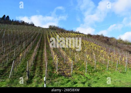 vignobles jaunes d'automne Banque D'Images