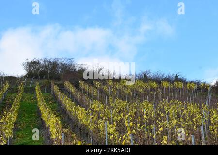 vignobles jaunes d'automne Banque D'Images