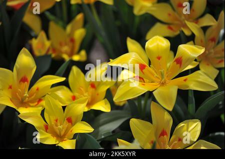 Jaune et rouge divers les tulipes de montagne Tschimgan (Tulipa tschimganica) fleurissent dans un jardin en mars Banque D'Images