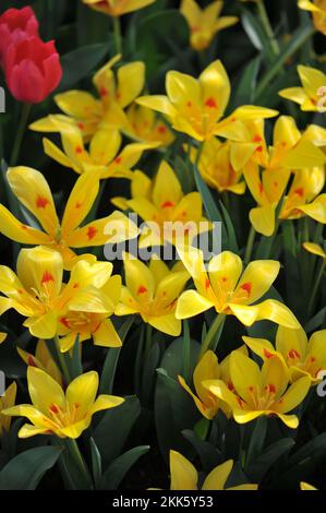 Jaune et rouge divers les tulipes de montagne Tschimgan (Tulipa tschimganica) fleurissent dans un jardin en mars Banque D'Images