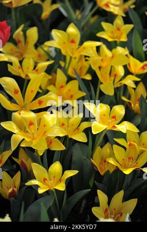 Jaune et rouge divers les tulipes de montagne Tschimgan (Tulipa tschimganica) fleurissent dans un jardin en mars Banque D'Images