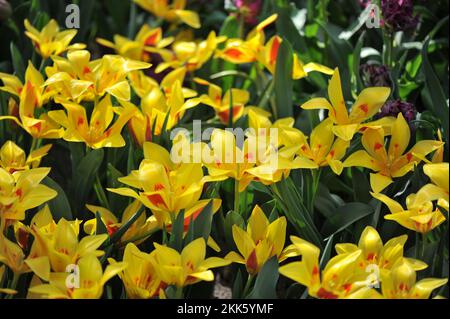 Jaune et rouge divers les tulipes de montagne Tschimgan (Tulipa tschimganica) fleurissent dans un jardin en mars Banque D'Images