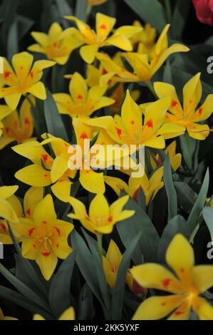 Jaune et rouge divers les tulipes de montagne Tschimgan (Tulipa tschimganica) fleurissent dans un jardin en mars Banque D'Images