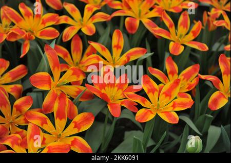 Rouge et jaune divers Tulips de montagne Tschimgan (Tulipa tschimganica) drapeau espagnol fleurissent dans un jardin en avril Banque D'Images