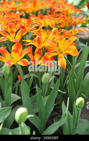 Rouge et jaune divers Tulips de montagne Tschimgan (Tulipa tschimganica) drapeau espagnol fleurissent dans un jardin en avril Banque D'Images