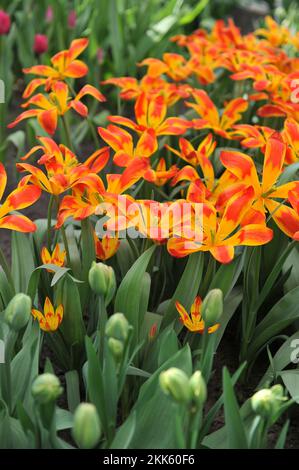 Rouge et jaune divers Tulips de montagne Tschimgan (Tulipa tschimganica) drapeau espagnol fleurissent dans un jardin en avril Banque D'Images