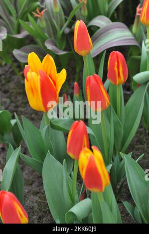 Rouge et jaune divers Tulips de montagne Tschimgan (Tulipa tschimganica) drapeau espagnol fleurissent dans un jardin en mars Banque D'Images