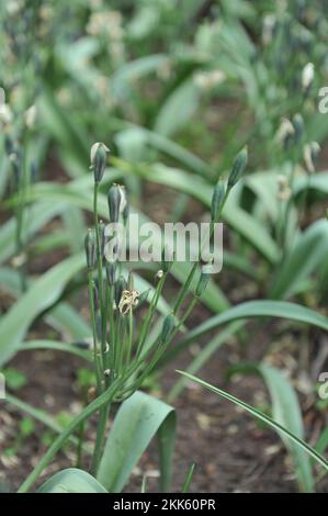 Têtes de semis vertes de tulipes turkestan à fleurs multiples (Tulipa turkestanica) dans un jardin en avril Banque D'Images