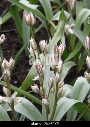 Des tulipes turkestanica blanches à fleurs multiples fleurissent dans un jardin en mars Banque D'Images