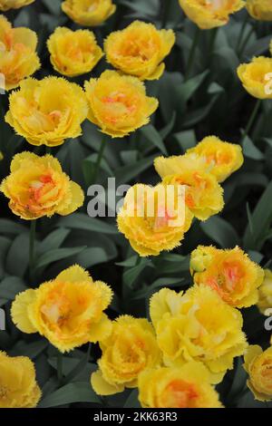 Tulipes à double frange orange-jaune (Tulipa) Vaya con Dios fleurissent dans un jardin en avril Banque D'Images