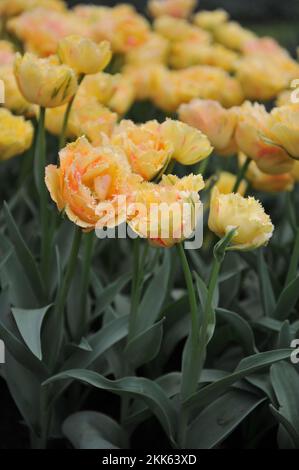 Tulipes à double frange orange-jaune (Tulipa) Vaya con Dios fleurissent dans un jardin en avril Banque D'Images