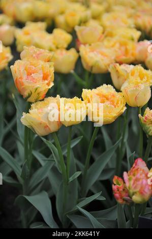 Tulipes à double frange orange-jaune (Tulipa) Vaya con Dios fleurissent dans un jardin en avril Banque D'Images