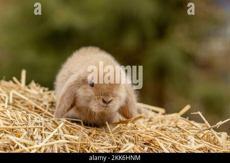 Un joli lapin de renard repose sur du foin doré Banque D'Images