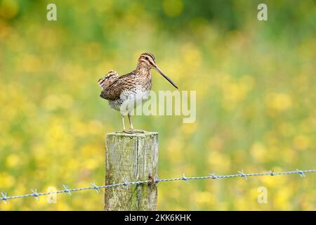 Snipe commune (Gallingo gallinago), Sheltand Isles, Écosse, Royaume-Uni Banque D'Images