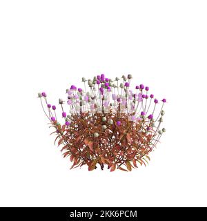 3d illustration de la fleur de gomphrena globosa isolée sur fond blanc Banque D'Images