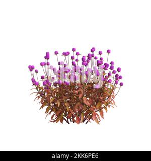 3d illustration de la fleur de gomphrena globosa isolée sur fond blanc Banque D'Images