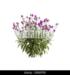 3d illustration de la fleur de gomphrena globosa isolée sur fond blanc Banque D'Images