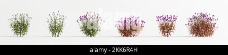 3d illustration de l'ensemble de fleurs de gomphrena globosa isolées sur fond blanc Banque D'Images