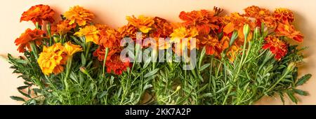 Orange fleurs marigolds sur fond orange, concept d'automne. Banque D'Images