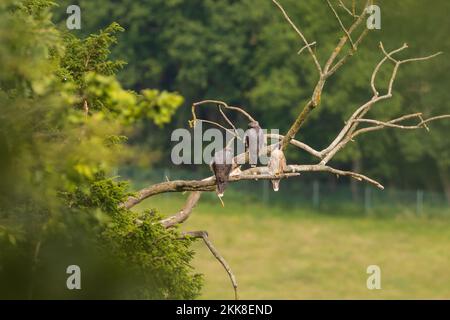 Peregrine (Falco peregrinus) jeunes frères et sœurs. Sussex, Royaume-Uni. Banque D'Images