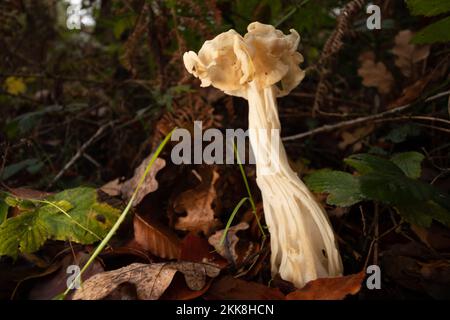 Champignon de la selle blanche (Helvella crispa). Sussex, Royaume-Uni. Banque D'Images