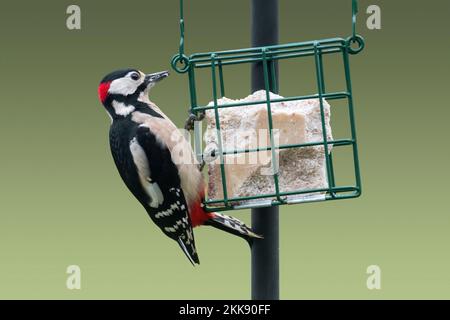 Grand pic à pois (Dendrocopos majeur) mâle mangeant de la graisse / suet de l'oiseau mangeoire / oiseaux dans le jardin en hiver Banque D'Images
