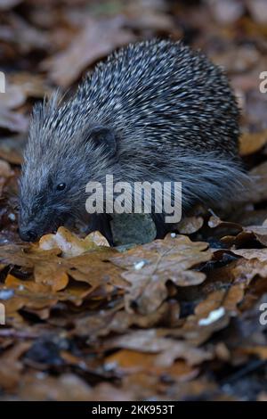 European Hedgehog (erinaceus europaeus) juvénile Norfolk GB Royaume-Uni novembre 2022 Banque D'Images